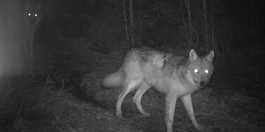 Nye bilder av ulvevalpene i Østmarka